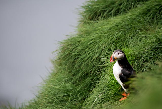puffin