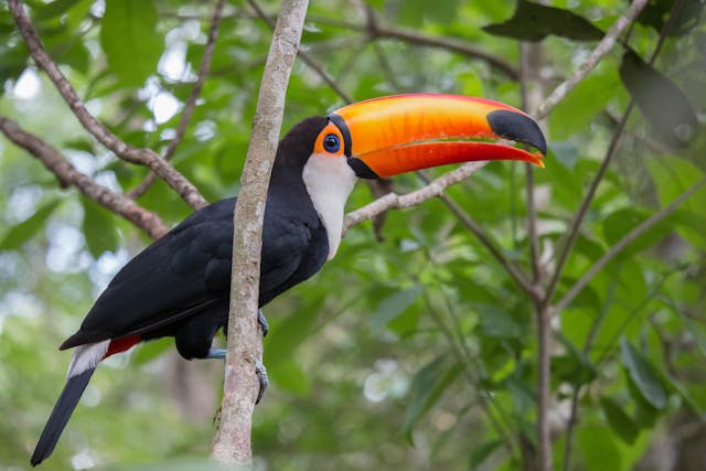 toucan