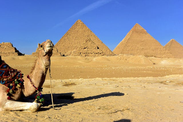 camel sitting in front of a pyramid