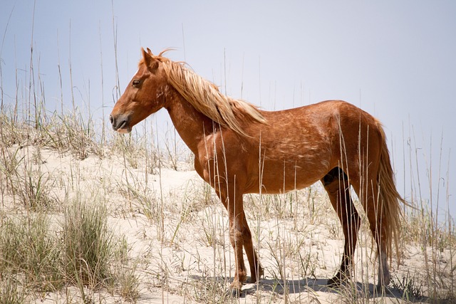 wild pony of the Outer Banks