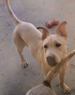 adoptable male rez dog HARRY, yellow lab x, Los Alamos, New Mexico NM 
