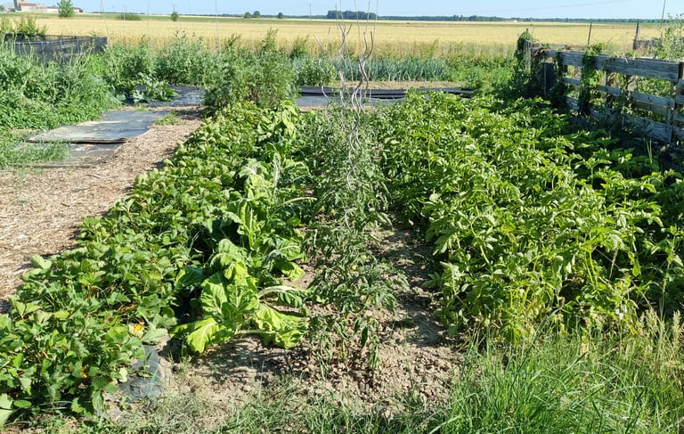 jardin potager