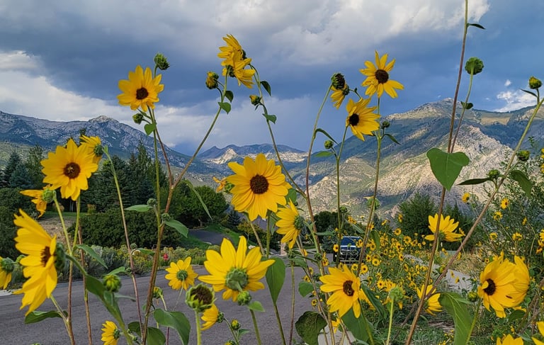 Sunflowers growing on an unirrigated empty lot in Alpine Utah.  Clouds above mountains ready to rain