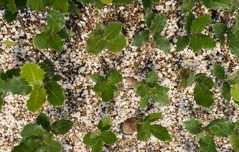 trufalab encinas germinando plantines micorrizados trufa negra