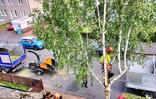 Silver birch tree pruning