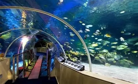 Sea Life Londres: Aquário de Londres Aquário: mais de 600 espécies. Idade ideal: Todas as idades