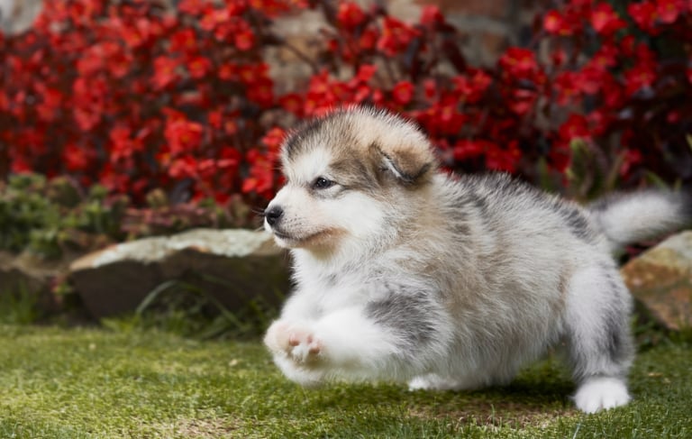 alaskan malamute