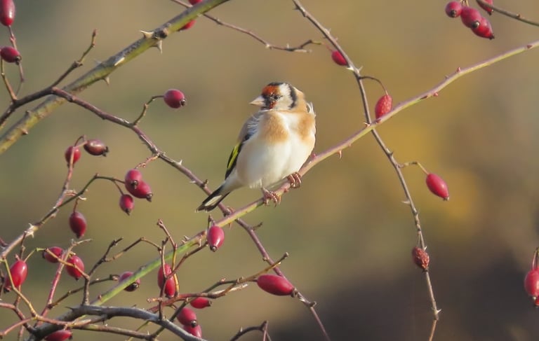 a bird sitting on a tree branch with berries