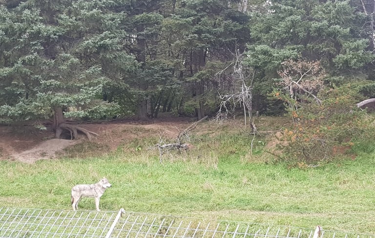 Le Zoo sauvage de Saint-Félicien est l'une des visites incontournables du Lac Saint-Jean. À bord du