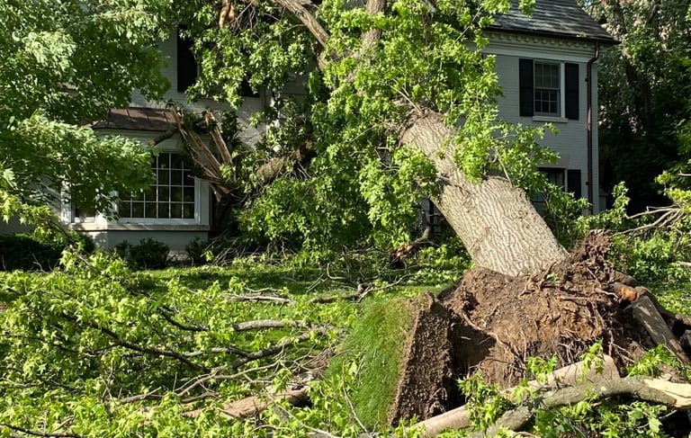 A storm caused a large tree to fall onto a house damaging the roof and more