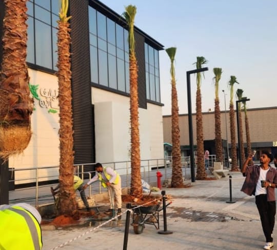 توريد نخيل لمجمع تجاري داخل السعودية
