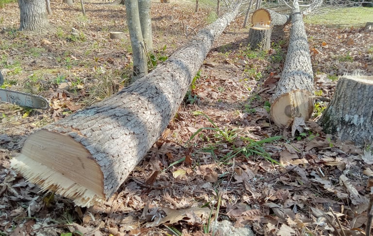 Removing tall, skinny and diseased trees in central virginia