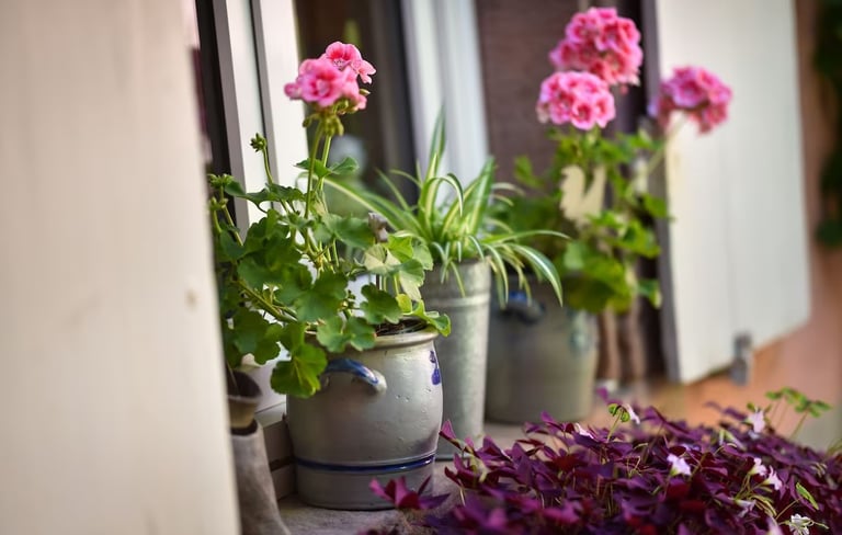 geranium jardin gite alsace