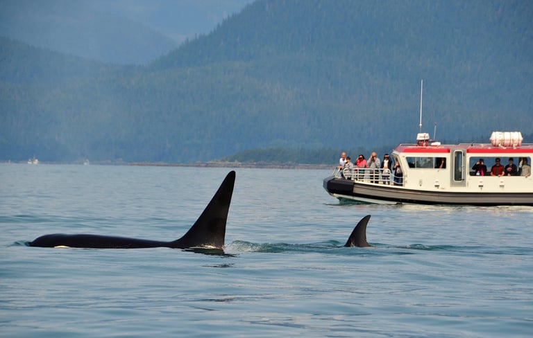 Whale Watching Excursions
