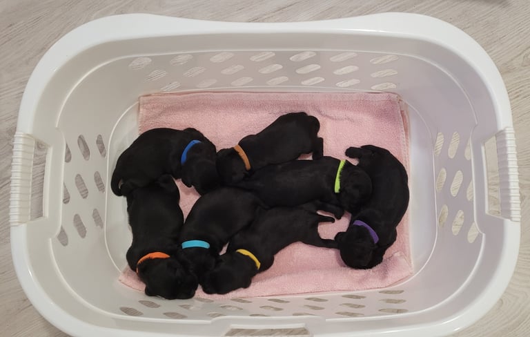 Chiots Schnauzers nains ages de 15 jours 