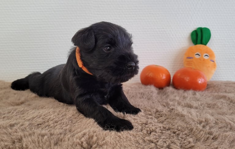 Viky des Diamants Noirs d'Also