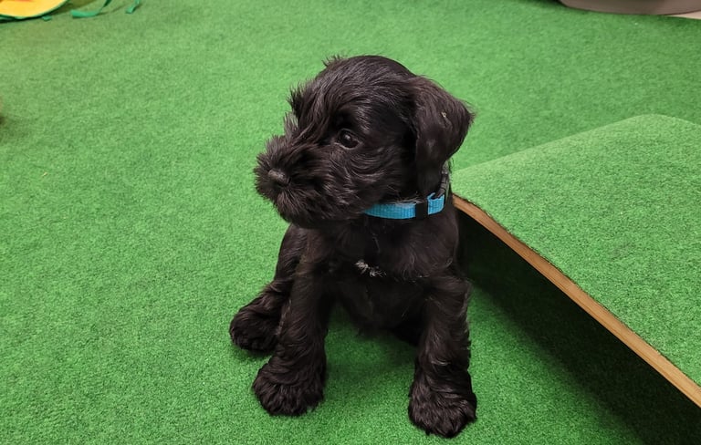 Otto des Diamants Noirs d'Also