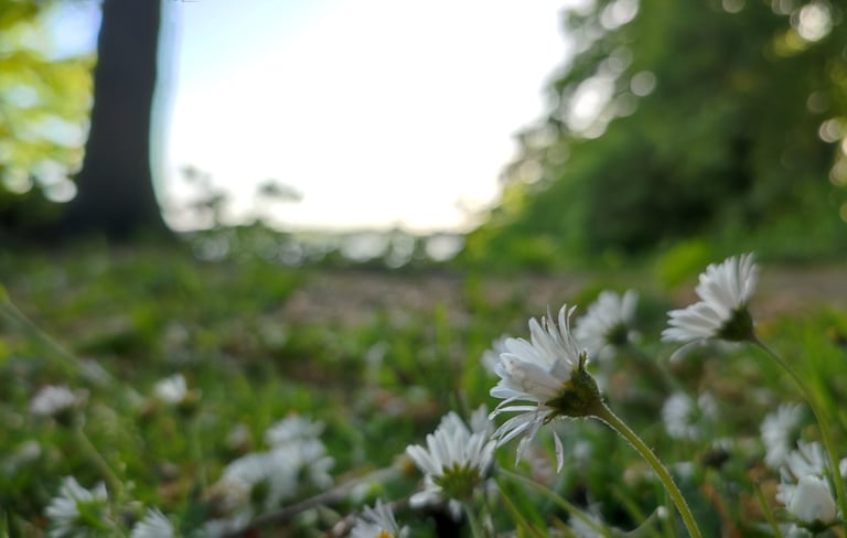 Bild von 3 Gänseblümchen im Wind, Hintergrund ist grün und verschwommen 