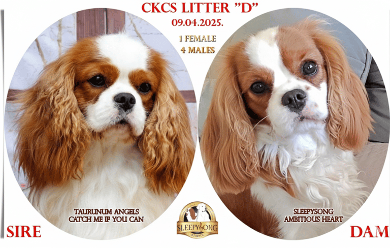 Cavalier King Charles Spaniel, Litter announcement poster