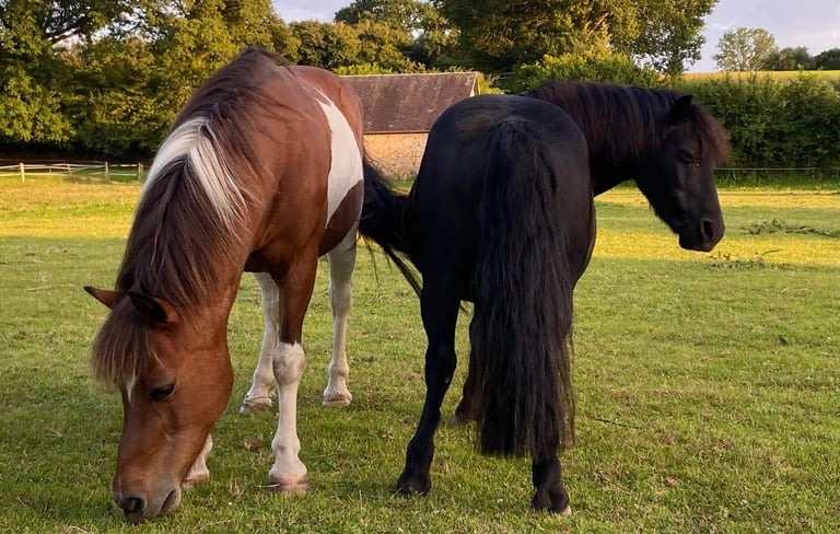 Deux beaux chevaux dans un pré