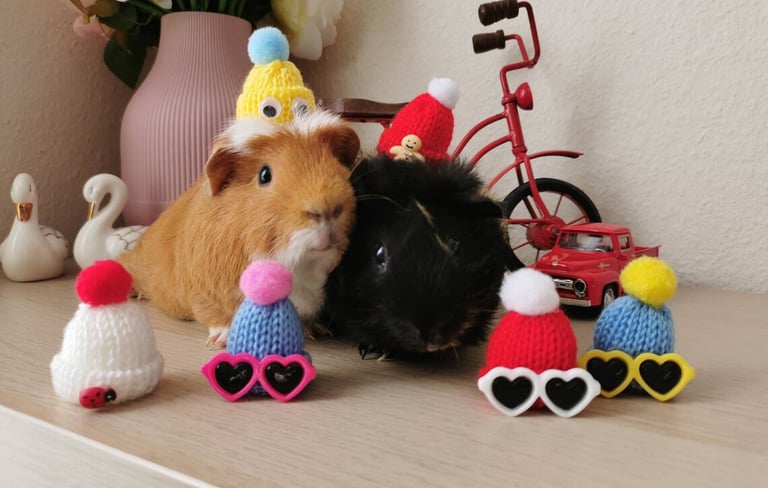 a guinea piggy guinea guinea guineas are dressed up in a party hat