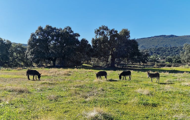 Ânes miniatures qui broutent dans une paierie