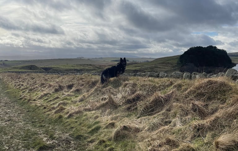 Dog Walking Service In Gateshead Hadrian's Wall 