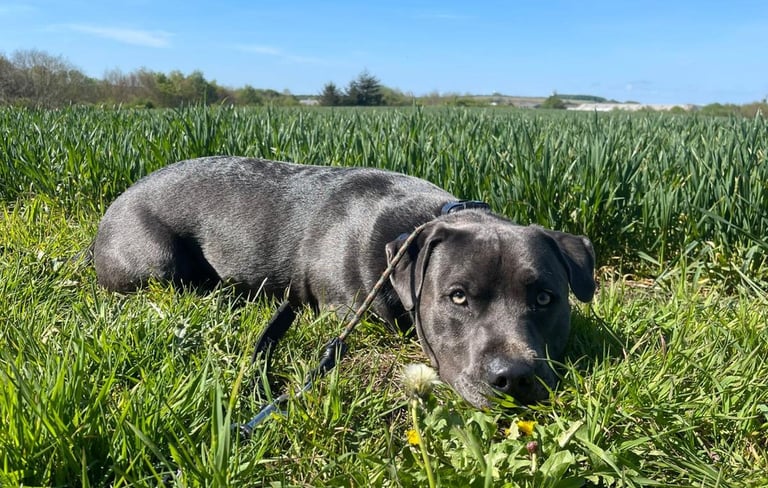 Lyndon enjoying a rest on his dog walk with Hannah