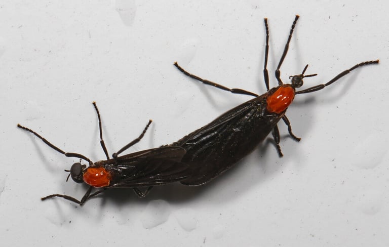 close up picture of a love bug
