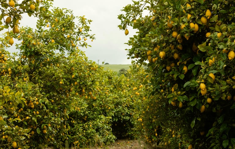 lemon trees