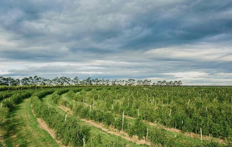 Nutrilite organic farm in Ubajara, Brazil