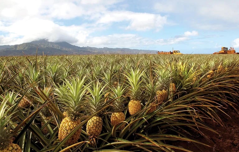 pineapple farm