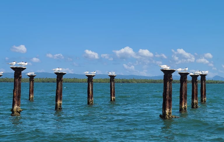 Los Haitises is a wildlife haven, perfect for birdwatchers with over 200 bird species