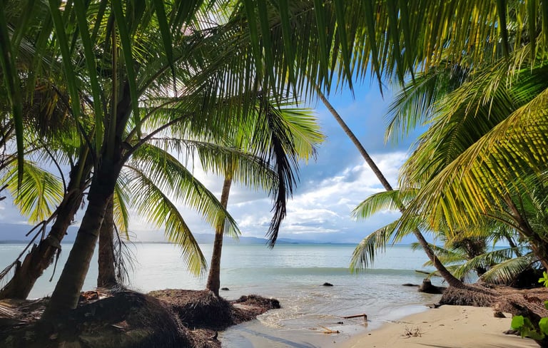 Investors Are Choosing Miches