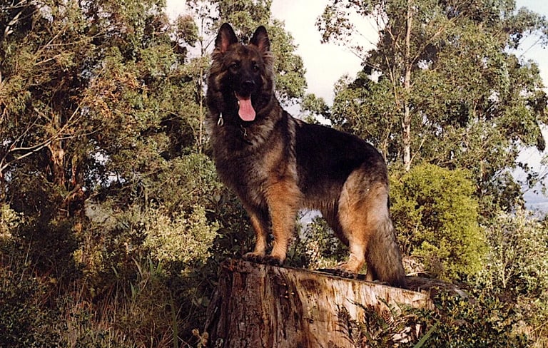 german shephard standing on log
