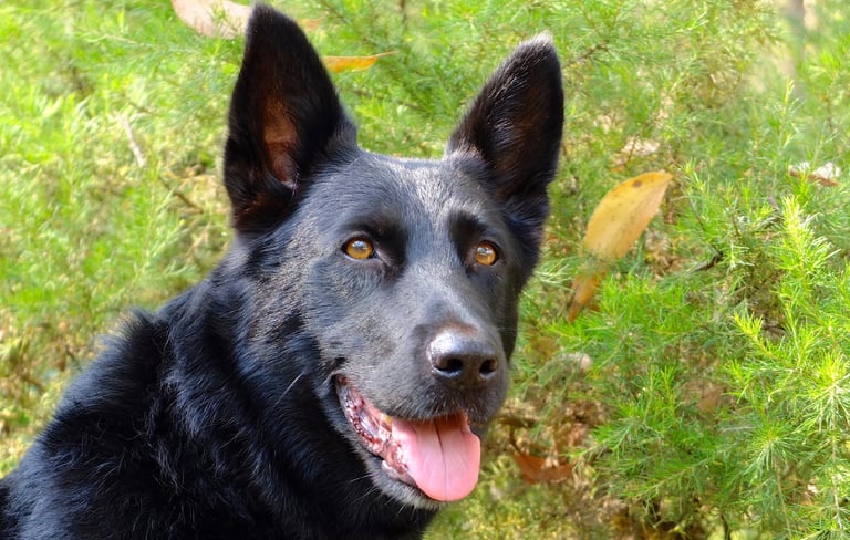 black dog in front of green bush