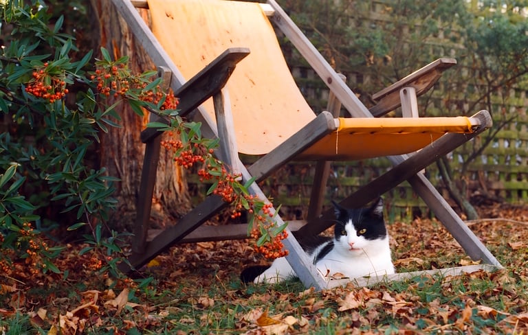 a black and white cat laying on the ground
