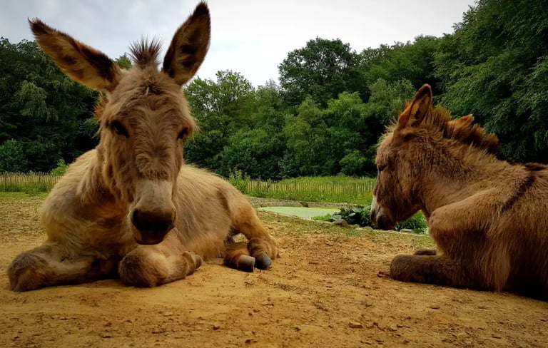 ezels aan het rusten
