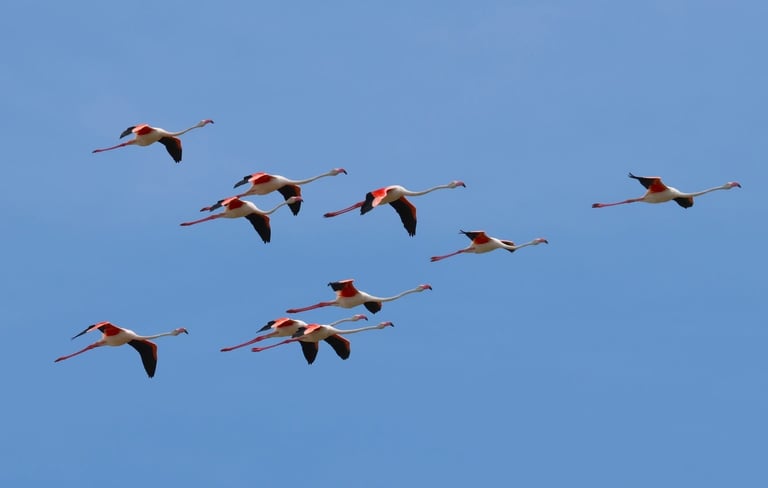 Flamingoes