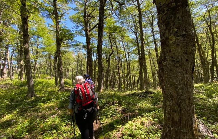 BOSQUE DE LENGAS