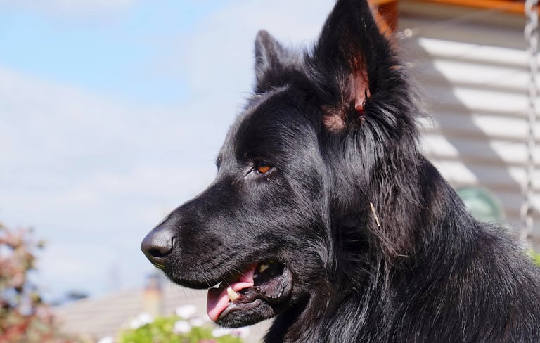 portrait shot black german shepherd