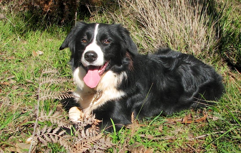 border collies laying on grass
