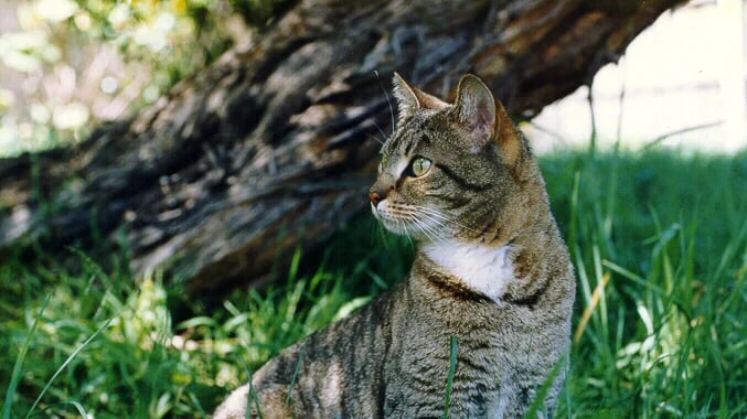 a cat sitting on the grass in the sun