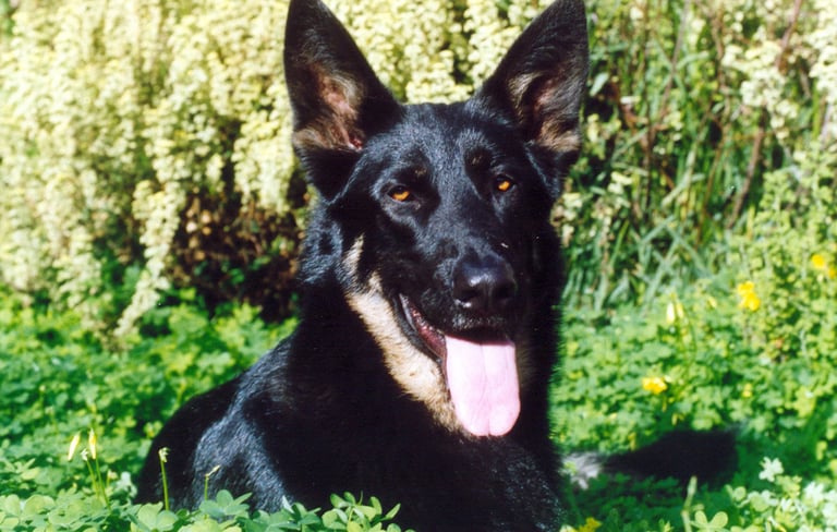 black german shephard laying down