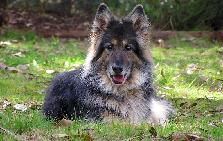 long haired german shepherd