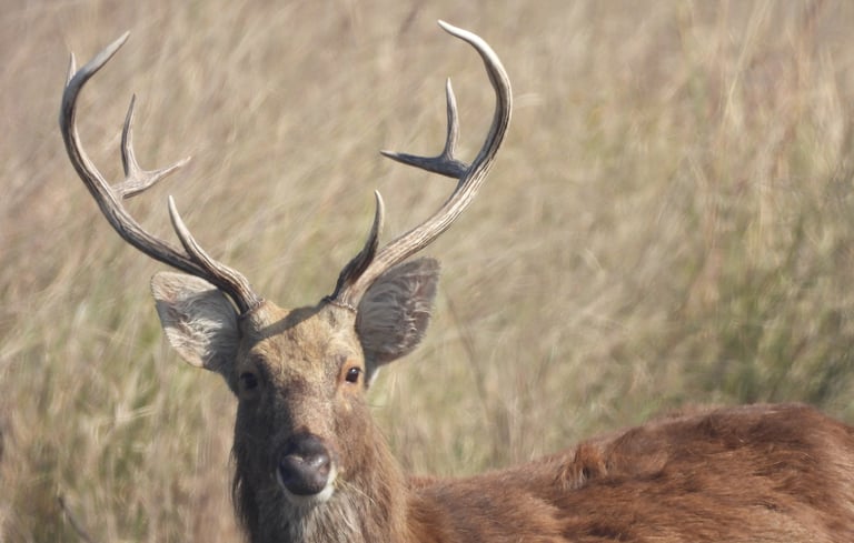 Swamp deer in Bardiya jungle
