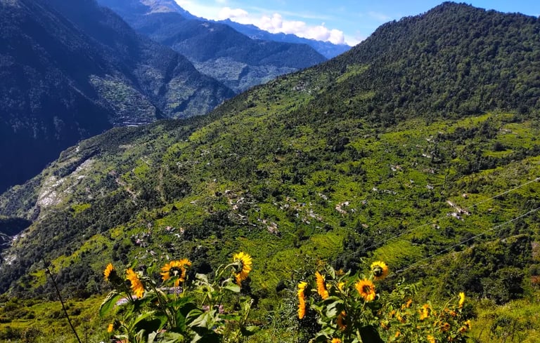 Sunflowers overlooking green mountain valleys.