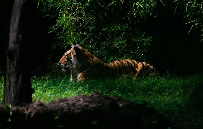 Bali Safari Night Safari