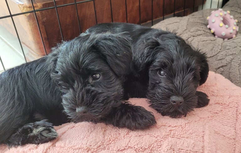 Bébés Schnauzer sur des coussins