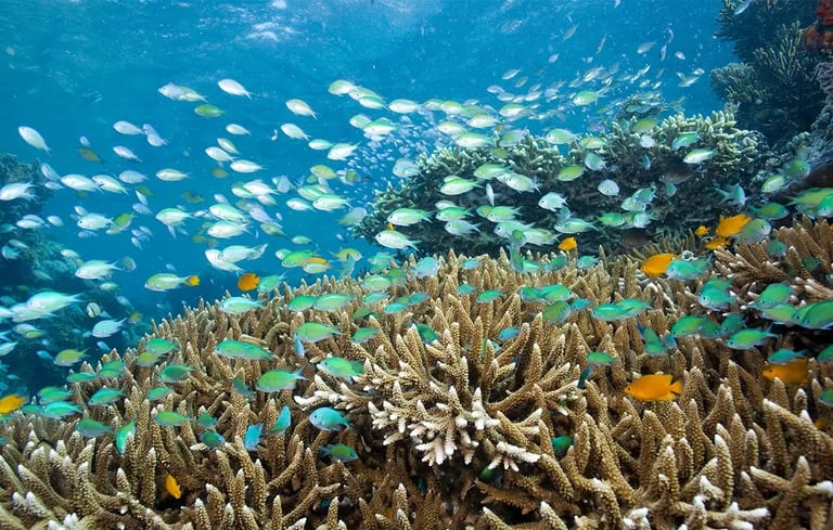 Menjangan Island